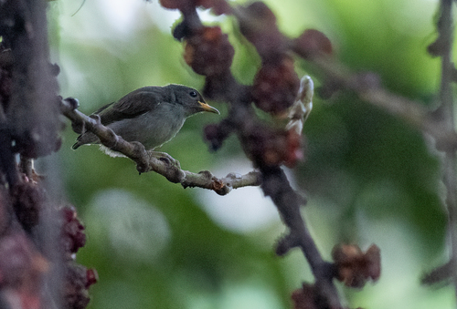 Buzzing Flowerpecker (Dicaeum hypoleucum), photo 9