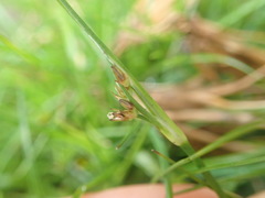 Juncus dregeanus