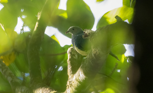 Cream-breasted Fruit Dove (Ramphiculus merrilli), photo 4