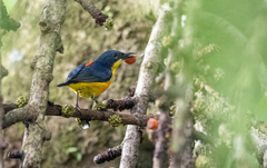 Dicaeum trigonostigma