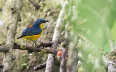 Dicaeum trigonostigma