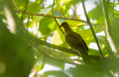 Phapitreron leucotis