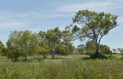 Corymbia bella