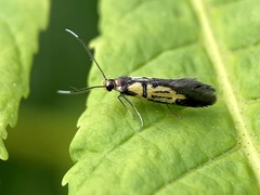 Schiffermuelleria schaefferella