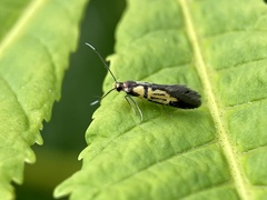 Schiffermuelleria schaefferella