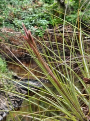 Tillandsia × floridana