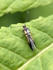 Schiffermuelleria schaefferella
