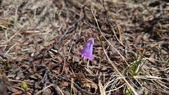 Soldanella pusilla