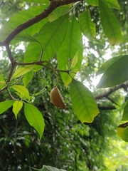 Tabernaemontana litoralis