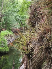 Tillandsia × floridana