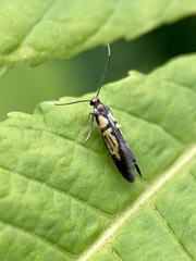 Schiffermuelleria schaefferella