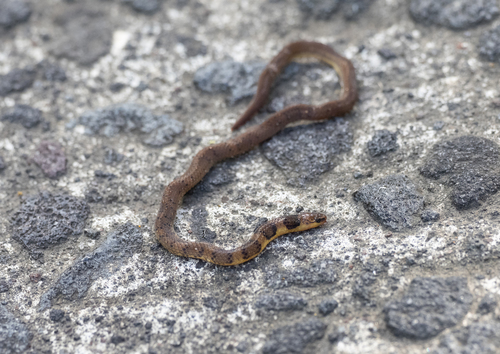 Philippine Dwarf Snake