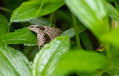 Bastilla joviana