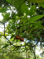 Tabernaemontana litoralis