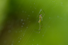 Leucauge decorata