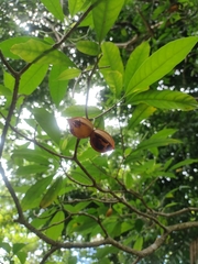 Tabernaemontana litoralis