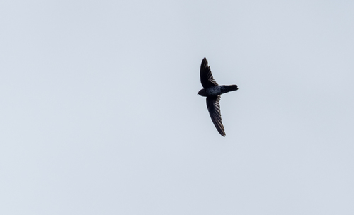 Grey-rumped Swiftlet (Collocalia marginata)