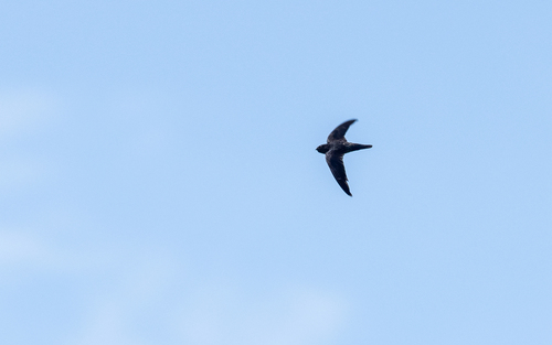 Grey-rumped Swiftlet (Collocalia marginata), photo 2
