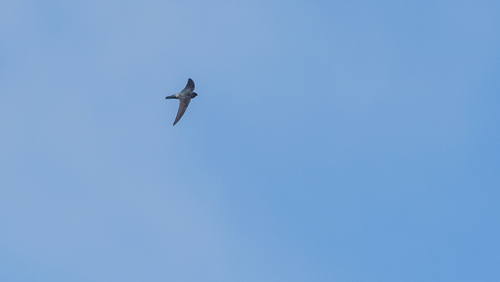 Grey-rumped Swiftlet (Collocalia marginata), photo 3
