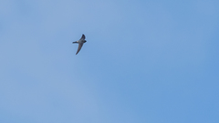 Collocalia marginata