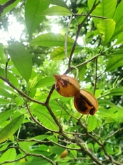 Tabernaemontana litoralis