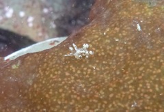 Eubranchus olivaceus