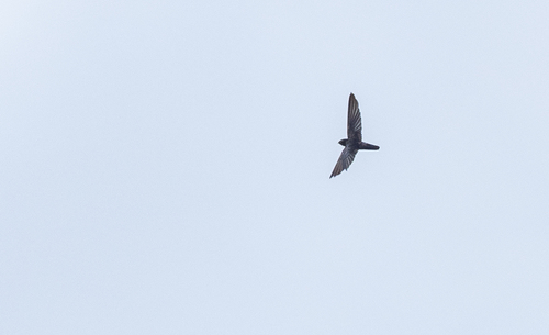 Grey-rumped Swiftlet (Collocalia marginata), photo 4