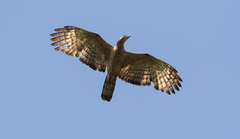 Pernis ptilorhynchus