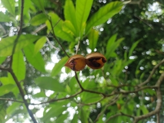 Tabernaemontana litoralis