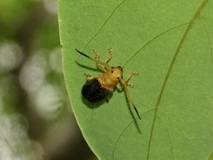 Bacchisa basalis