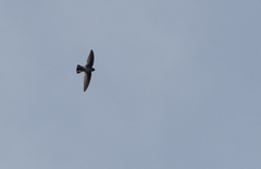 Collocalia marginata