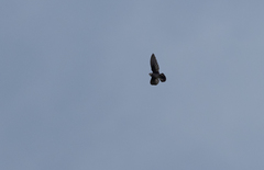 Collocalia marginata