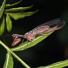 Asperala erythraea