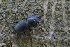 Dorcus parallelipipedus