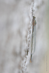 Coenagrion puella
