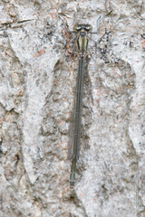 Coenagrion puella