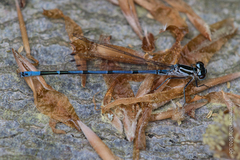 Coenagrion puella