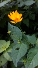 Heliopsis