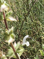 Salvia palaestina