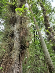 Tillandsia × floridana