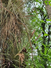 Tillandsia × floridana