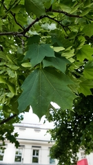 Acer platanoides