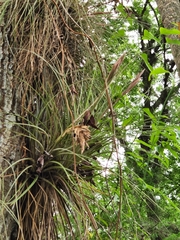 Tillandsia × floridana