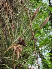 Tillandsia × floridana