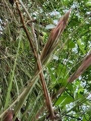 Tillandsia × floridana