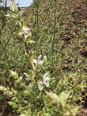 Salvia palaestina