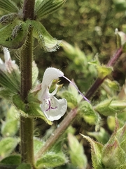 Salvia palaestina