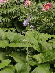 Polemonium caeruleum