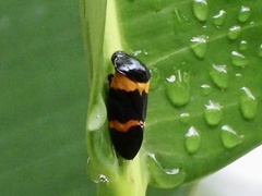 Cosmoscarta abdominalis