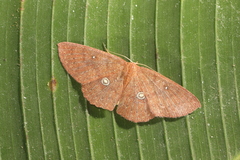 Anisodes vineotincta